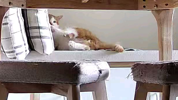 一只猫能多怂?怂到怕凉垫